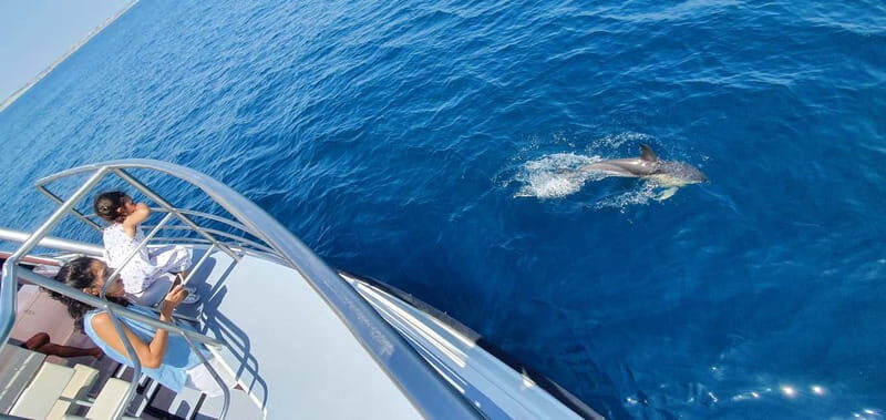 From Lagos: Dolphin Watching Catamaran Cruise - Why This Tour Works Well