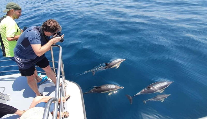 From Lagos: Dolphin Watching Catamaran Cruise - Considerations & Tips