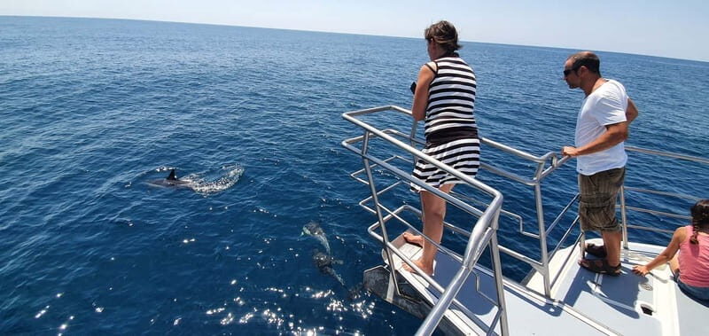 From Lagos: Dolphin Watching Catamaran Cruise - FAQ