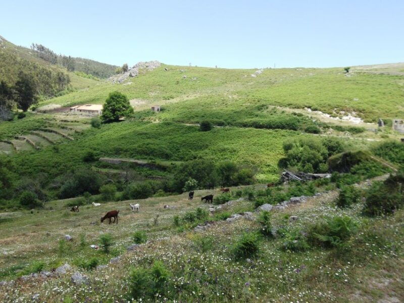 from-lagos-private-tour-with-medronho-tasting