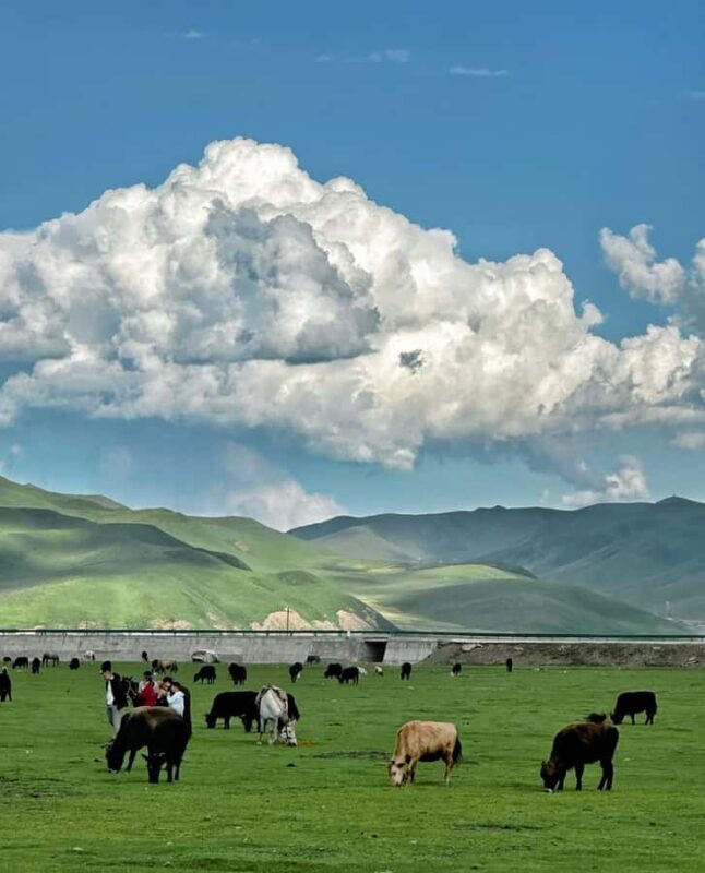 From Lanzhou: Labrang Monastery & Sangke Grassland Day Tour - The Sum Up
