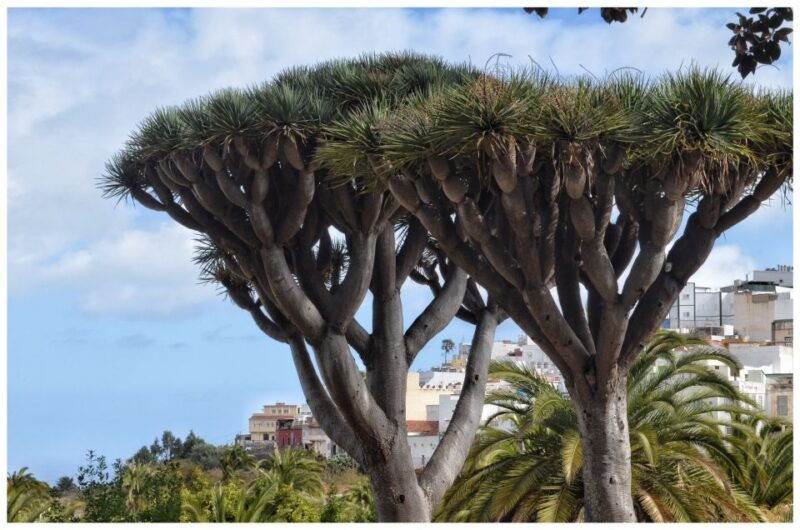 from-las-palmas-full-day-tour-of-the-north