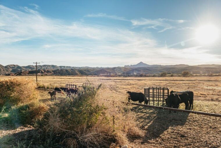 from-las-vegas-desert-sunset-horseback-ride-with-bbq-dinner