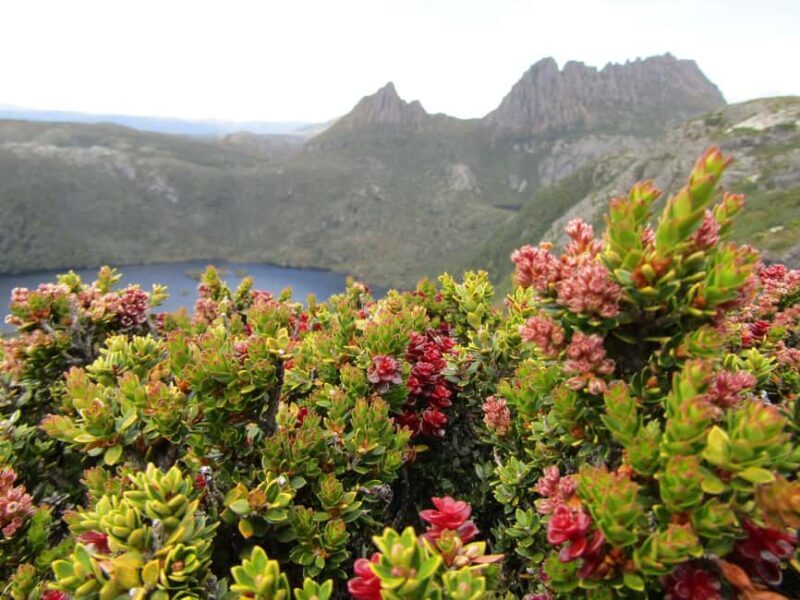 From Launceston: Cradle Mountain - Active Day Tour - Journey into the Wilderness: Winding Roads and Rainforest