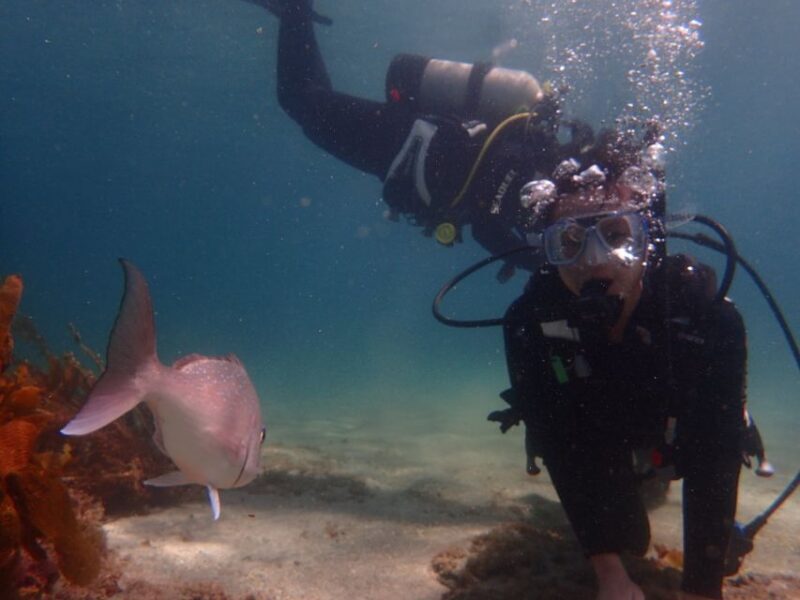 From Leigh: Goat Island Try Scuba Diving Experience - Key Points