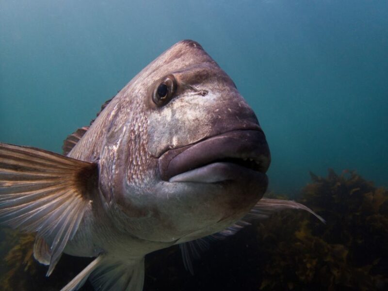 From Leigh: Goat Island Try Scuba Diving Experience - The Real Value