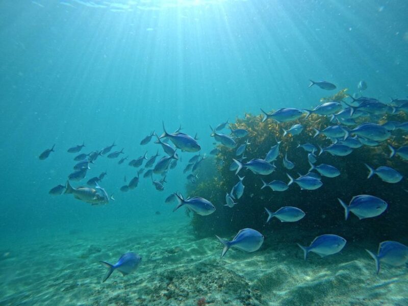From Leigh: Goat Island Try Scuba Diving Experience - Final Thoughts