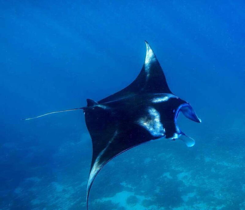 from-lembongan-full-day-private-boat-snorkeling-nusa-penida