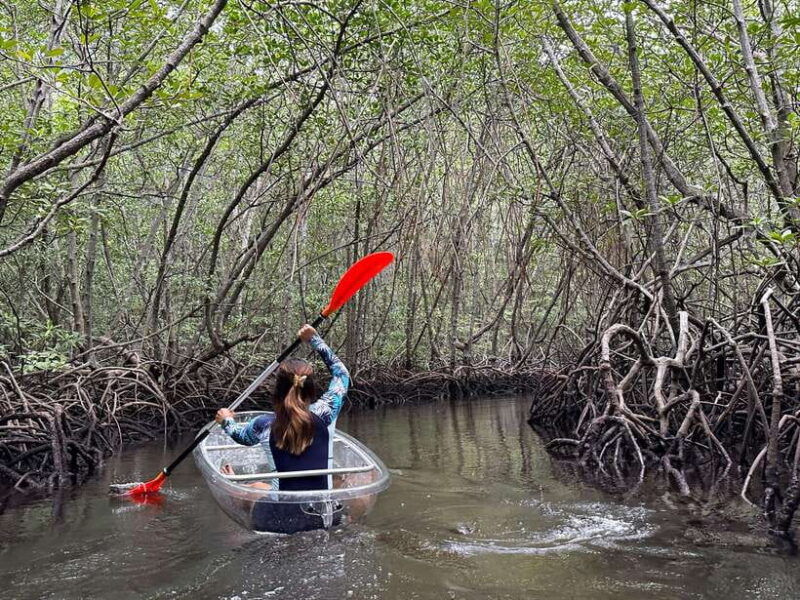 from-lembongan-kayak-paddleboard-boat-mangrove-tour