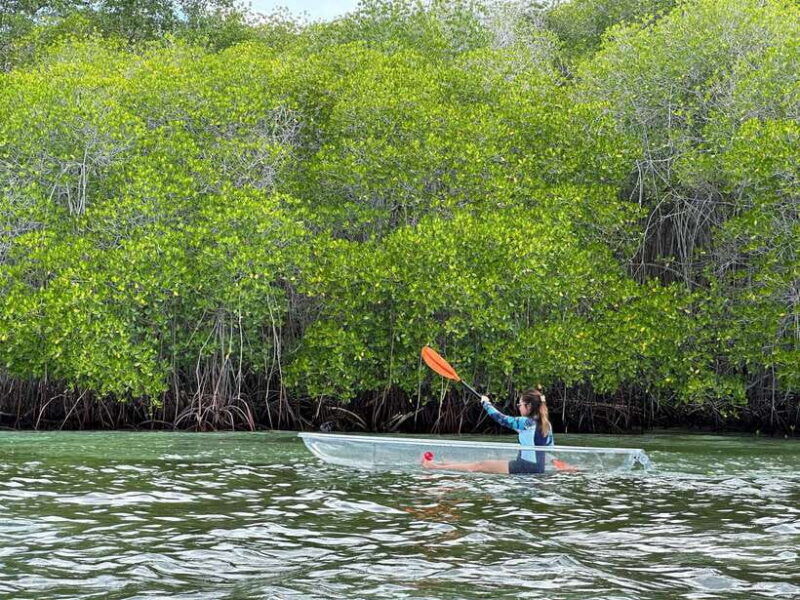 from-lembongan-kayak-paddleboard-boat-mangrove-tour