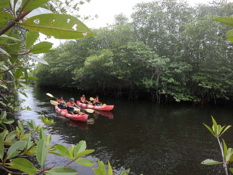 from-lembongan-kayak-paddleboard-boat-mangrove-tour