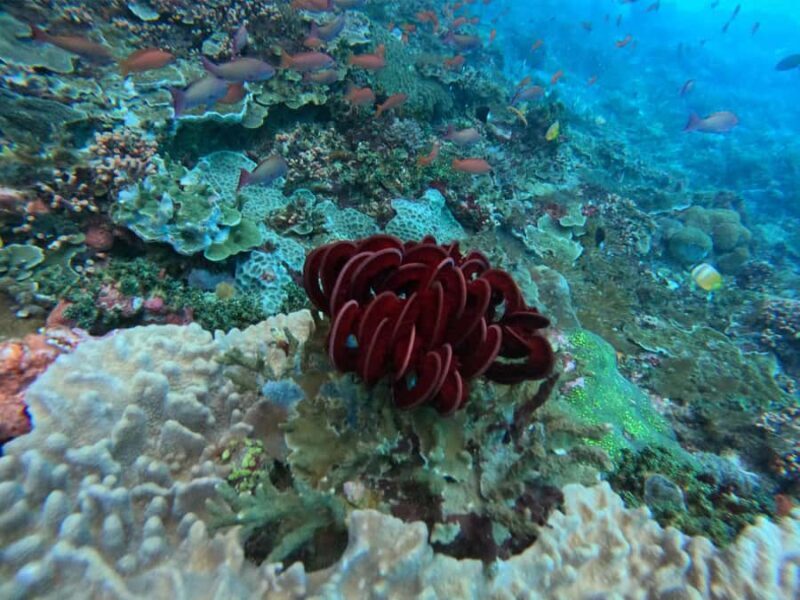 From Lembongan/Penida: Manta Point Private Snorkeling Tour - The Sum Up