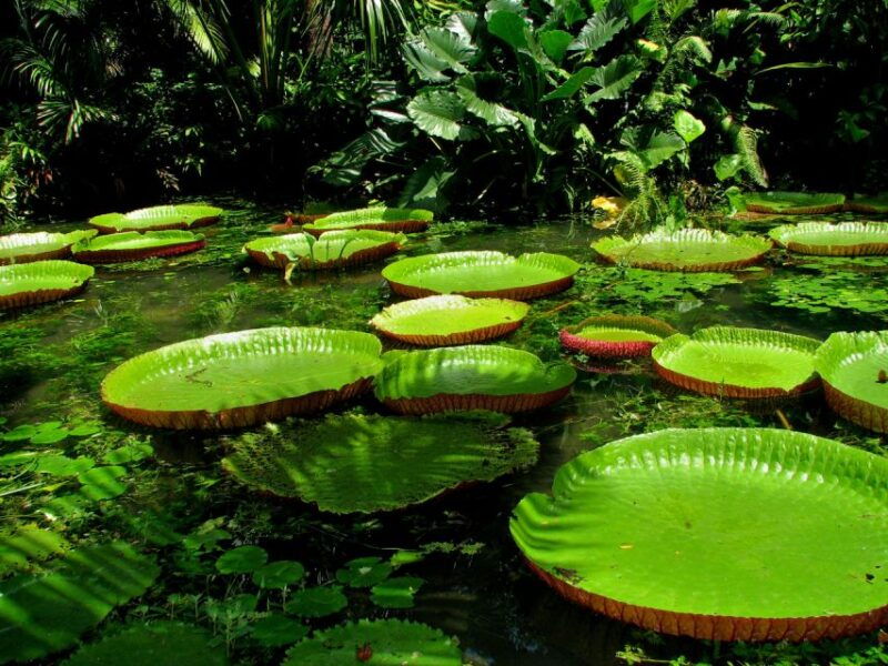 from-leticia-wild-amazonas-adventure-4-day-tour