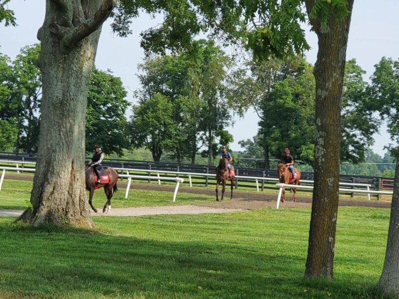 from-lexington-kentucky-horse-farms-tour