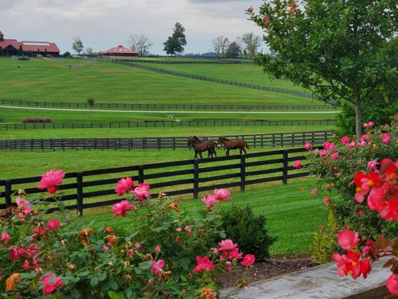 from-lexington-kentucky-horse-farms-tour