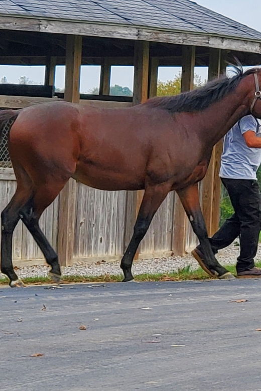 from-lexington-kentucky-horse-farms-tour