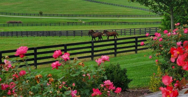 from-lexington-kentucky-horse-farms-tour