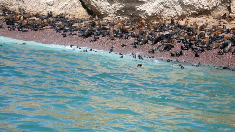 from-lima-ballestas-islands-huacachina-and-vineyard-tour