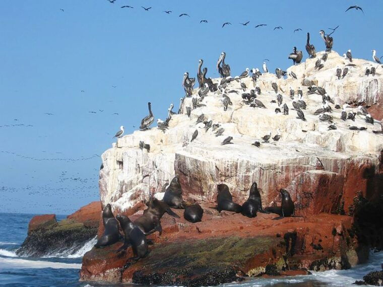from-lima-ballestas-islands-huacachina-and-vineyard-tour
