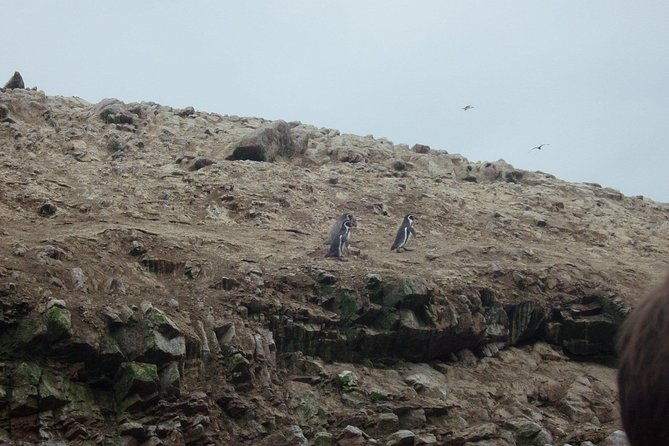 from-lima-ballestas-nazca-lines-huacachina-oasis