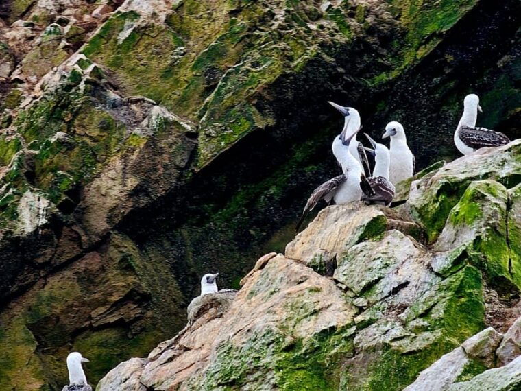 from-lima-full-day-private-all-inclusive-paracas-ica