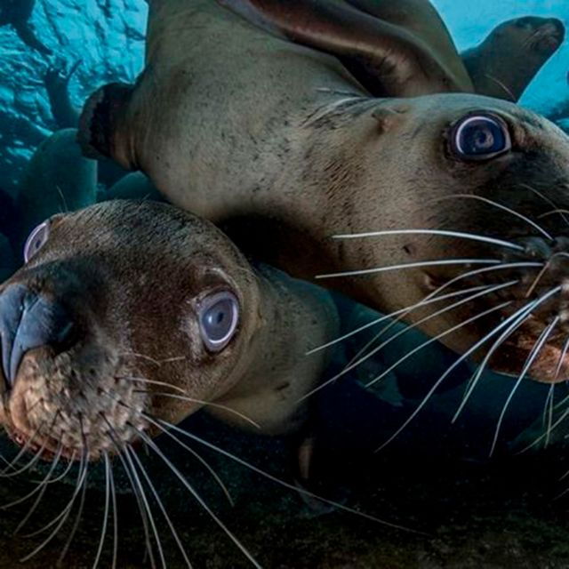 from-lima-full-day-tour-of-islas-ballestas-and-huacachina