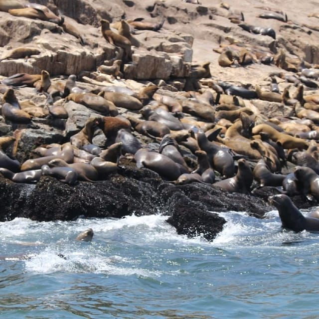 from-lima-palomino-islands-speedboat-tour-and-sea-lion-swim