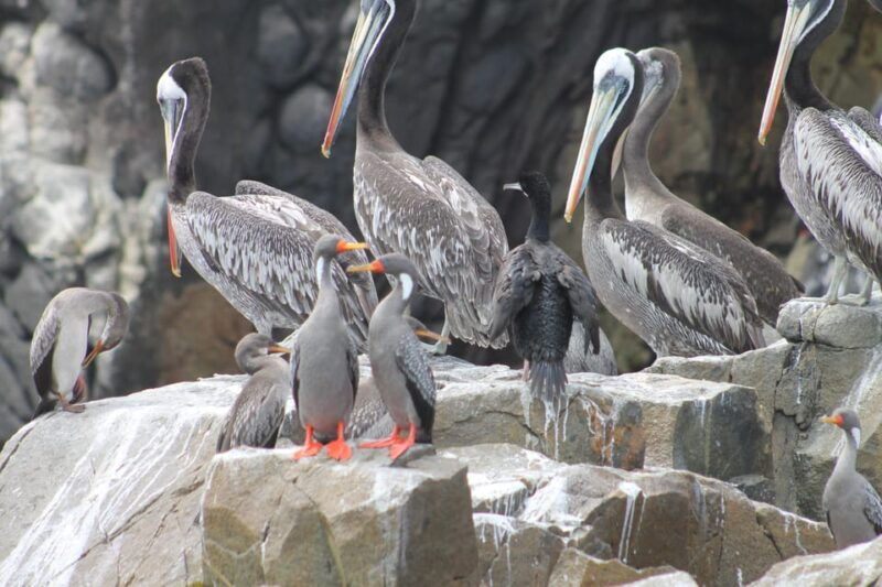 from-lima-palomino-islands-speedboat-tour-and-sea-lion-swim