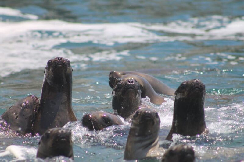 from-lima-palomino-islands-speedboat-tour-and-sea-lion-swim