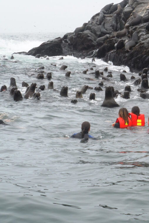 from-lima-palomino-islands-speedboat-tour-and-sea-lion-swim