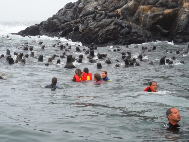 from-lima-palomino-islands-speedboat-tour-and-sea-lion-swim