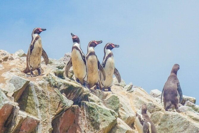 from-lima-paracas-ica-and-oasis-huacachina-all-inclusive