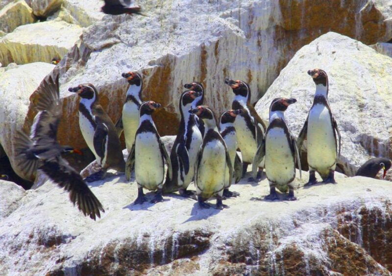 from-lima-paracas-reserve-ballestas-islands-private-trip