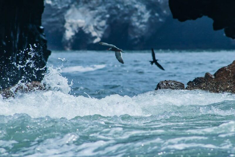 from-lima-paracas-reserve-ballestas-islands-private-trip
