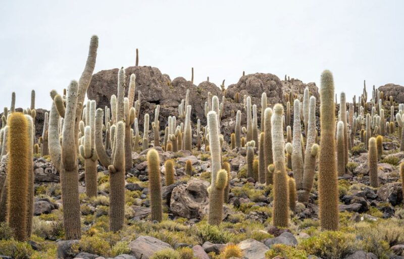 from-lima-peru-uyuni-salt-flat-4-days-3-nights