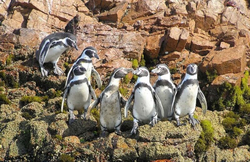 from-limaparacas-ballestas-islands-and-ica-oasis-1-day-tour