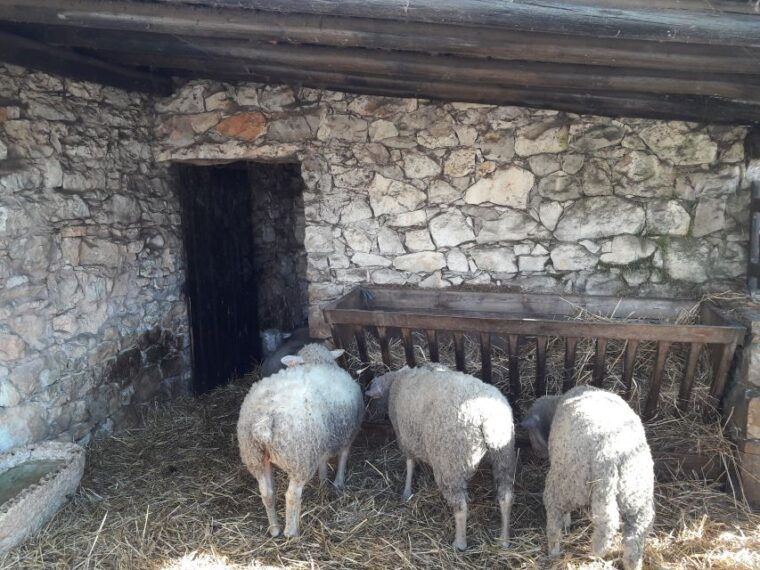 from-lisbon-half-day-fatima-private-tour