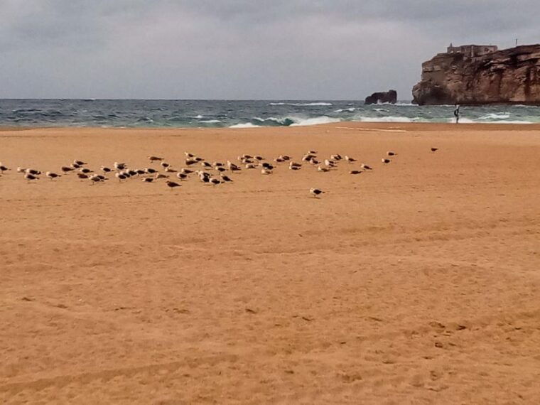 from-lisbon-nazare-and-sintra-private-tour