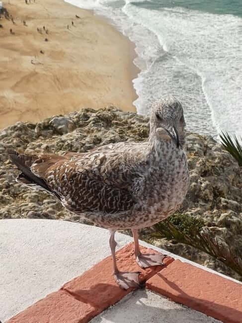 From Lisbon: Porto Transfer with Óbidos & Nazaré Tours - FAQ