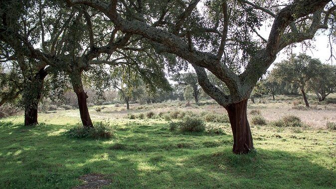 From Lisbon to Alentejo: Évora and Megaliths Full-Day Tour - FAQ