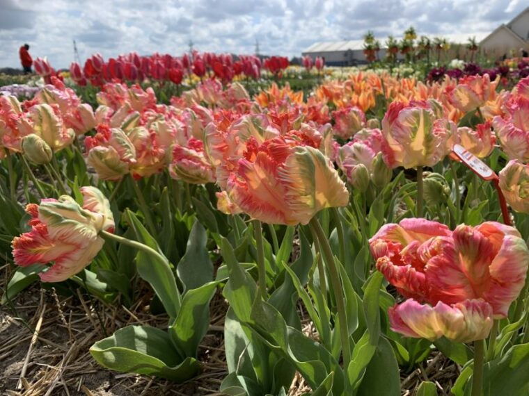 from-lisse-flower-bike-tour-around-keukenhof-small-group