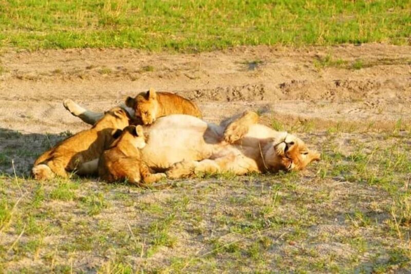 From Livingstone: Chobe National Park Day Trip with Lunch - Key Points