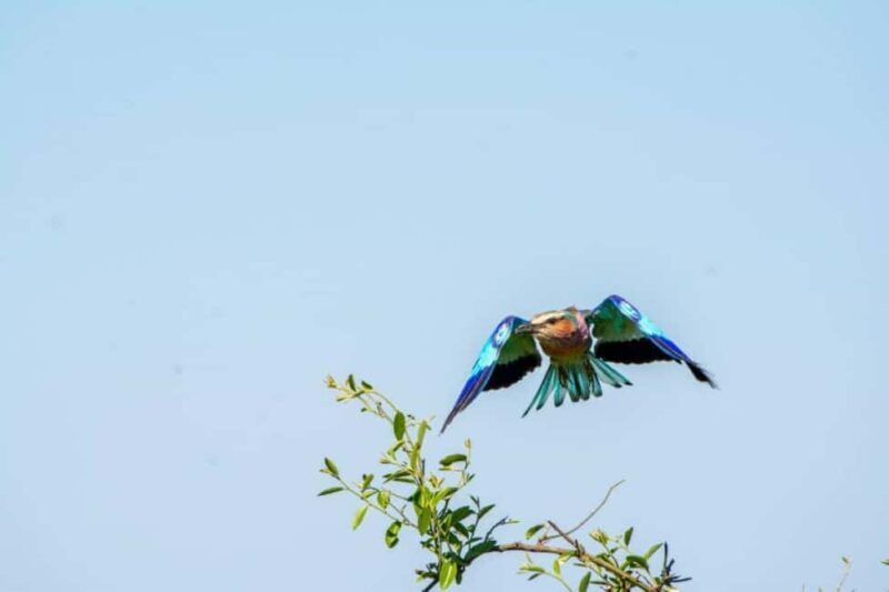 From Livingstone: Chobe National Park Day Trip with Lunch - Exploring the Day’s Itinerary