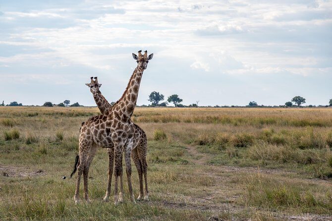 From Livingstone, Victoria Falls or Kasane - Chobe Day Tour - Lunch at a Riverside Lodge (12:00 pm - 1:30 pm)