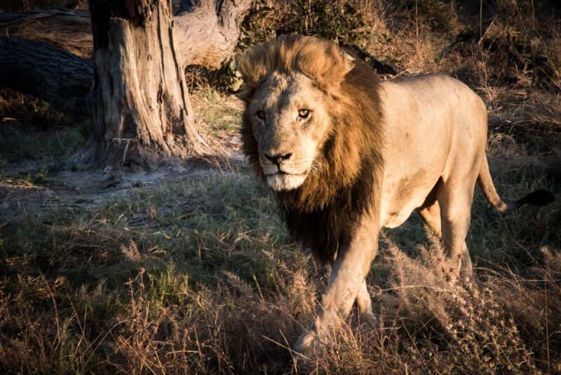 From Livingstone & Victoria Falls: Rafting & Safari Combo - Victoria Falls from Below – A Different Perspective
