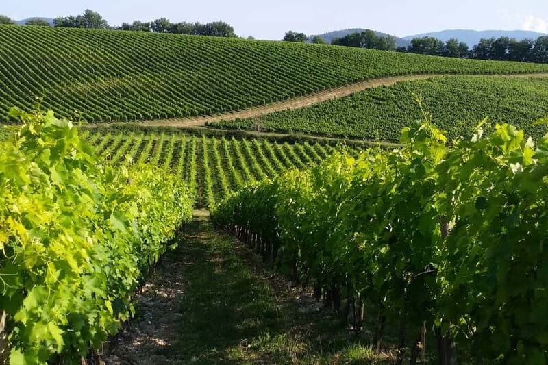 From Livorno: San Gimignano with Lunch and Tasting - Exploring San Gimignano