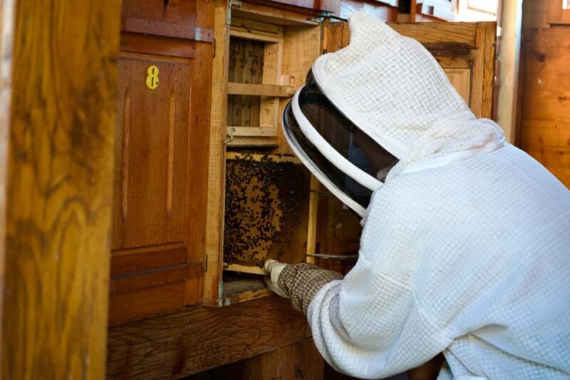 From Ljubljana: All About Bees - An Honest Look at the Slovenian Beekeeping Tour