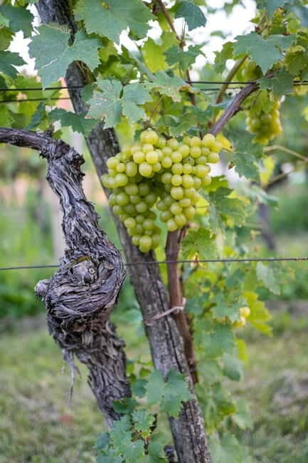 From Ljubljana: Vipava Valley Wine Express Tour - The Sum Up