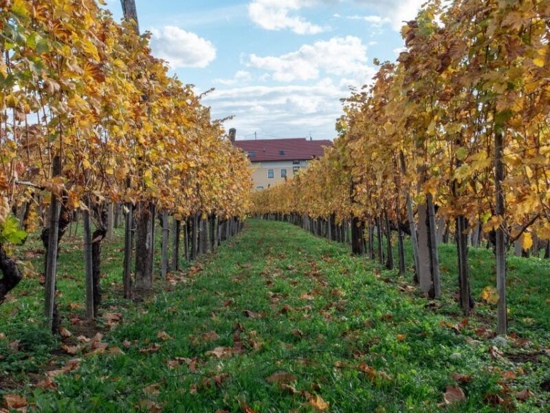 from-ljubljana-vipava-valley-wine-express-tour