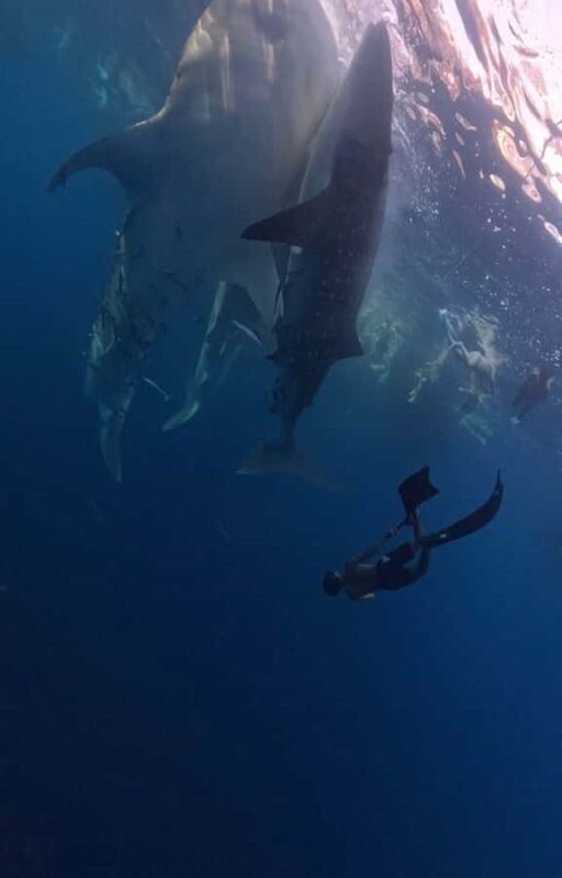 From Lombok: 2-Day Sumbawa Tour & Swim with Whale Sharks - From Lombok: 2-Day Sumbawa Tour & Swim with Whale Sharks